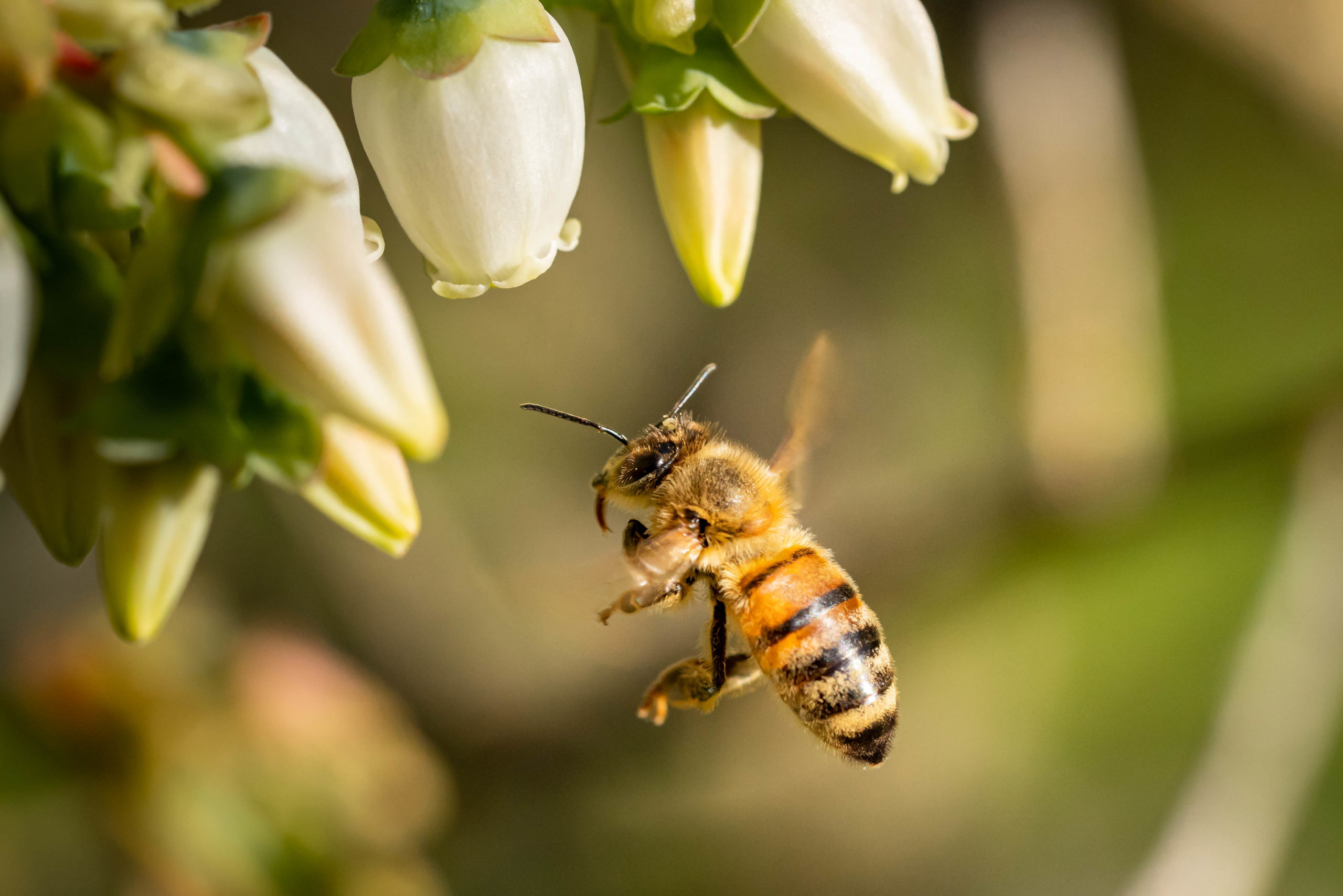 ape-impollinatrice-con-fiori-bianchi