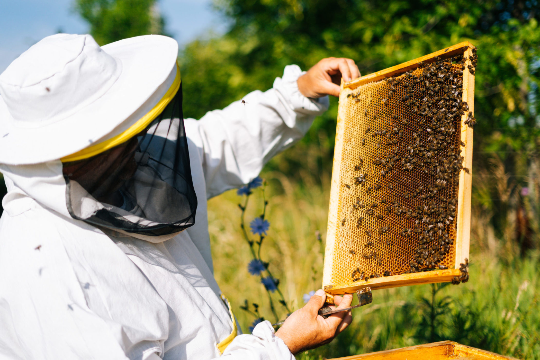 apicoltore-ispeziona-arnia